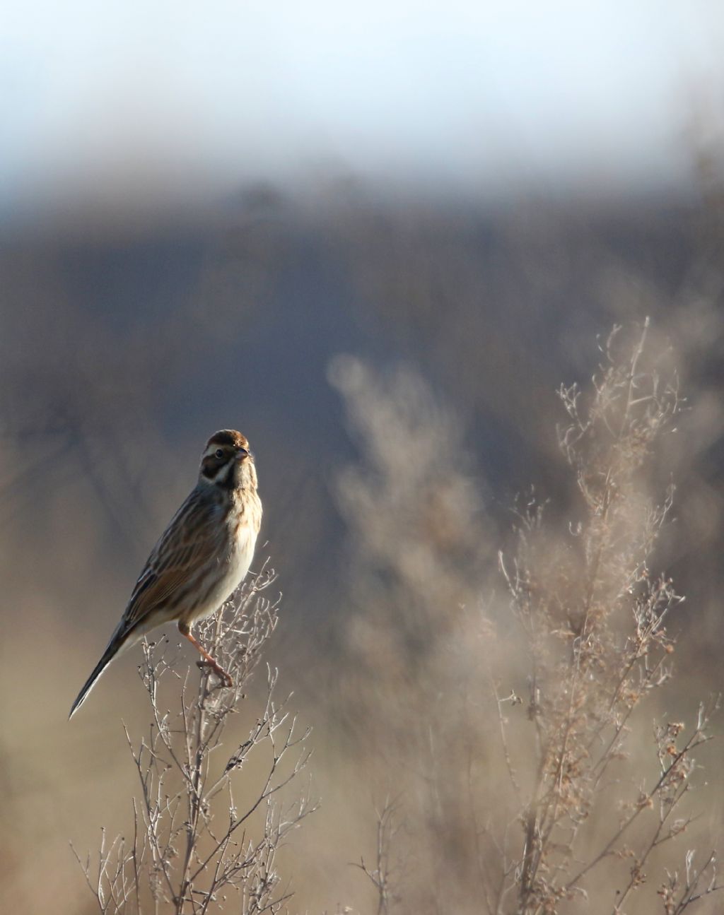 aiuto per id. : Migliarino di palude (Emberiza schoeniclus)